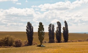 Typical Mediterranean Landscape by Monsanto®