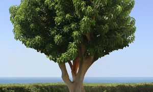El arbol de mi Amor