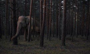 Don´t Think about the Elephant