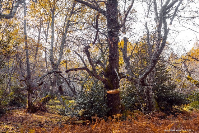 Floating trees 01