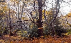Floating trees 01